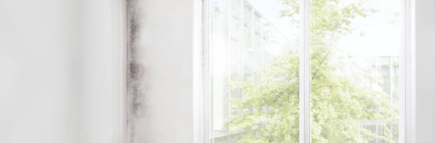 Best Mold Documentation for Insurance Claims  in Hanford, CA