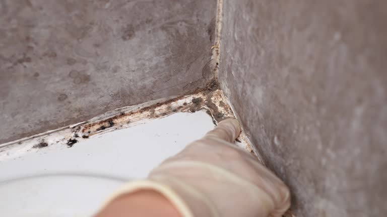 Best Post-Construction Mold Inspection  in Hanford, CA